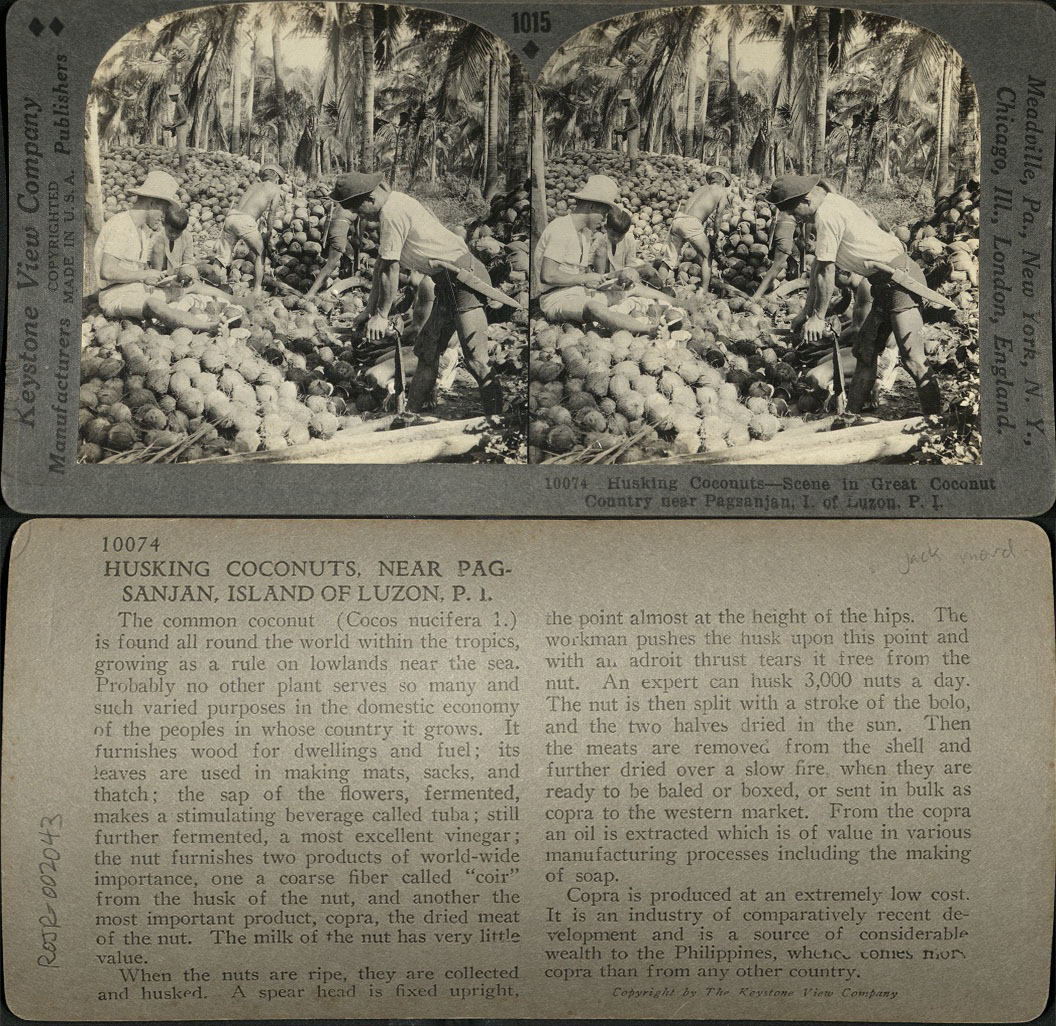 Husking Coconuts – Scene in Great Coconut Country near Pagsanjan, I. of Luzon, P. I.